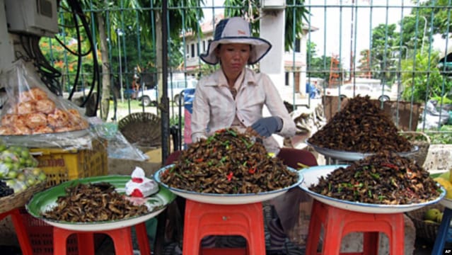 insects food