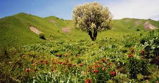 flora-and-fauna-in-tajikistan