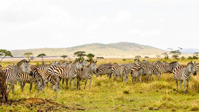 tour-plan-in-tanzania
