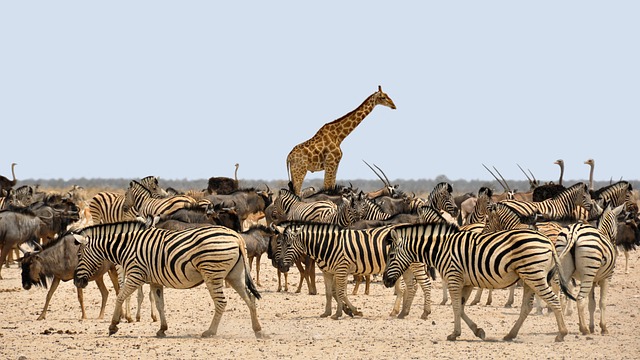 tourist-attractions-in-tanzania