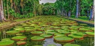 tourist-attractions-in-mauritius-pamplemousses-botanical-garden